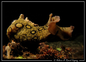From underneath (Aplysia dactylomela) by Raoul Caprez 